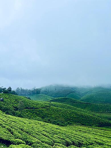 Tea estate