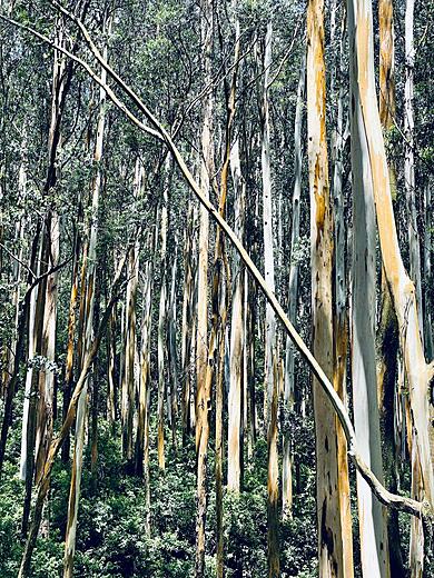 eucalyptus trees