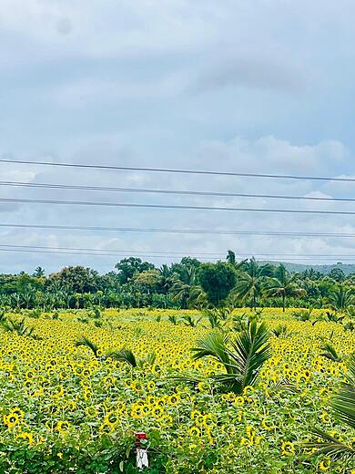sunflower fields