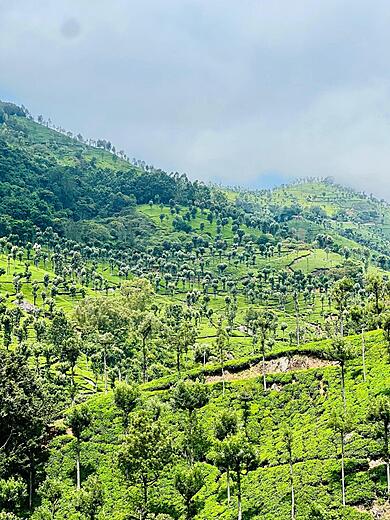coonoor