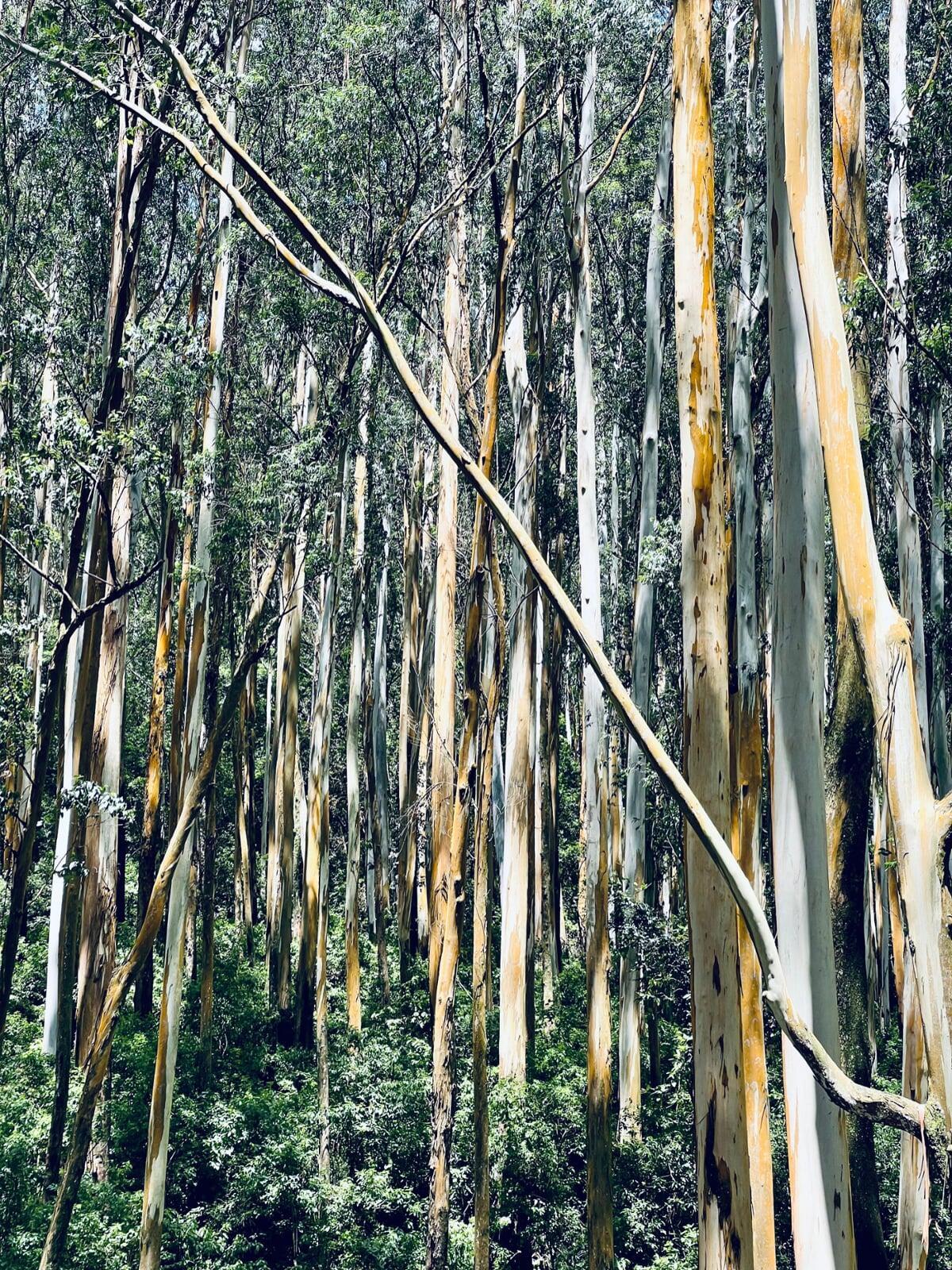 eucalyptus trees